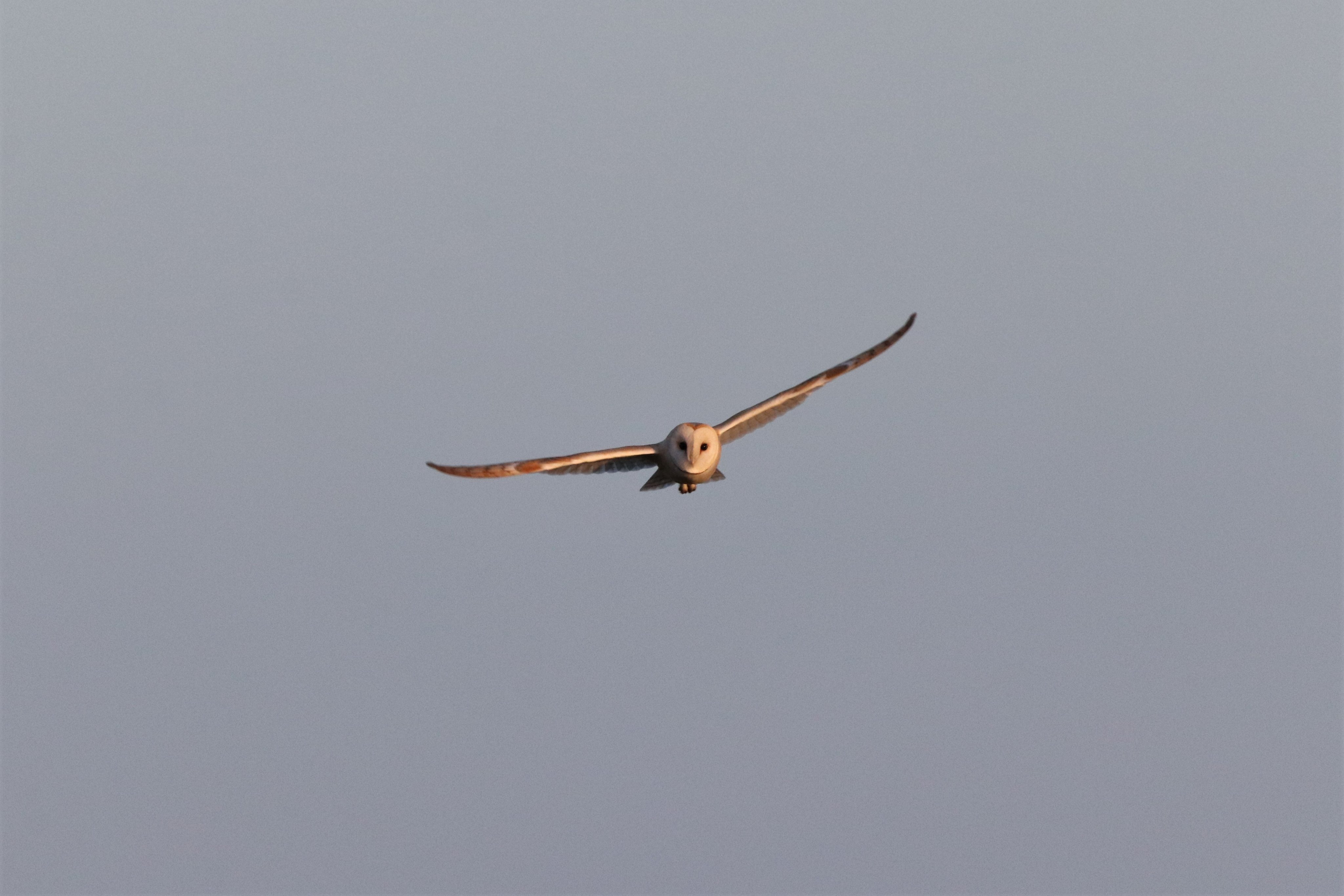 Barn Owl - 24-12-2022