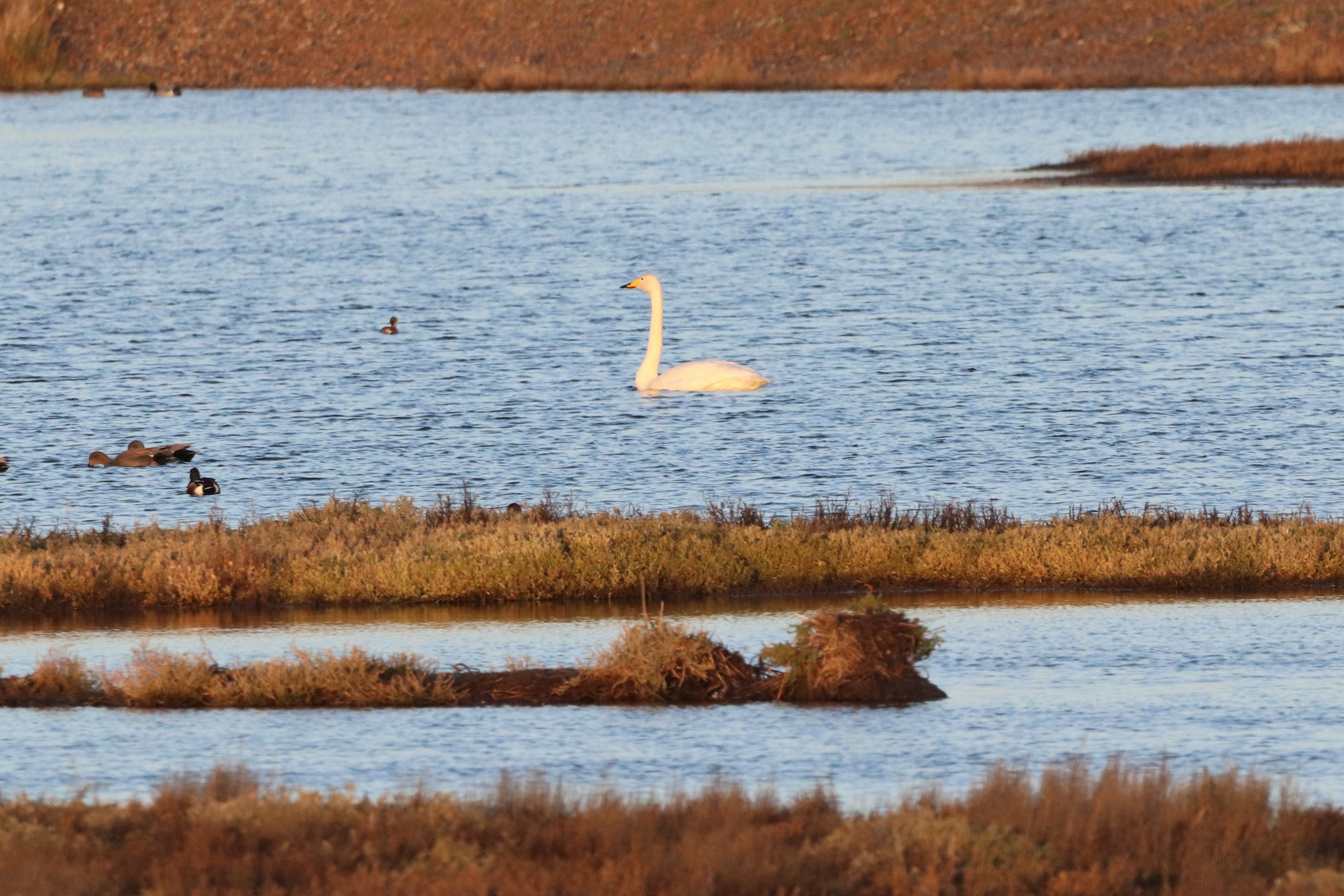 Whooper Swan - 24-12-2022