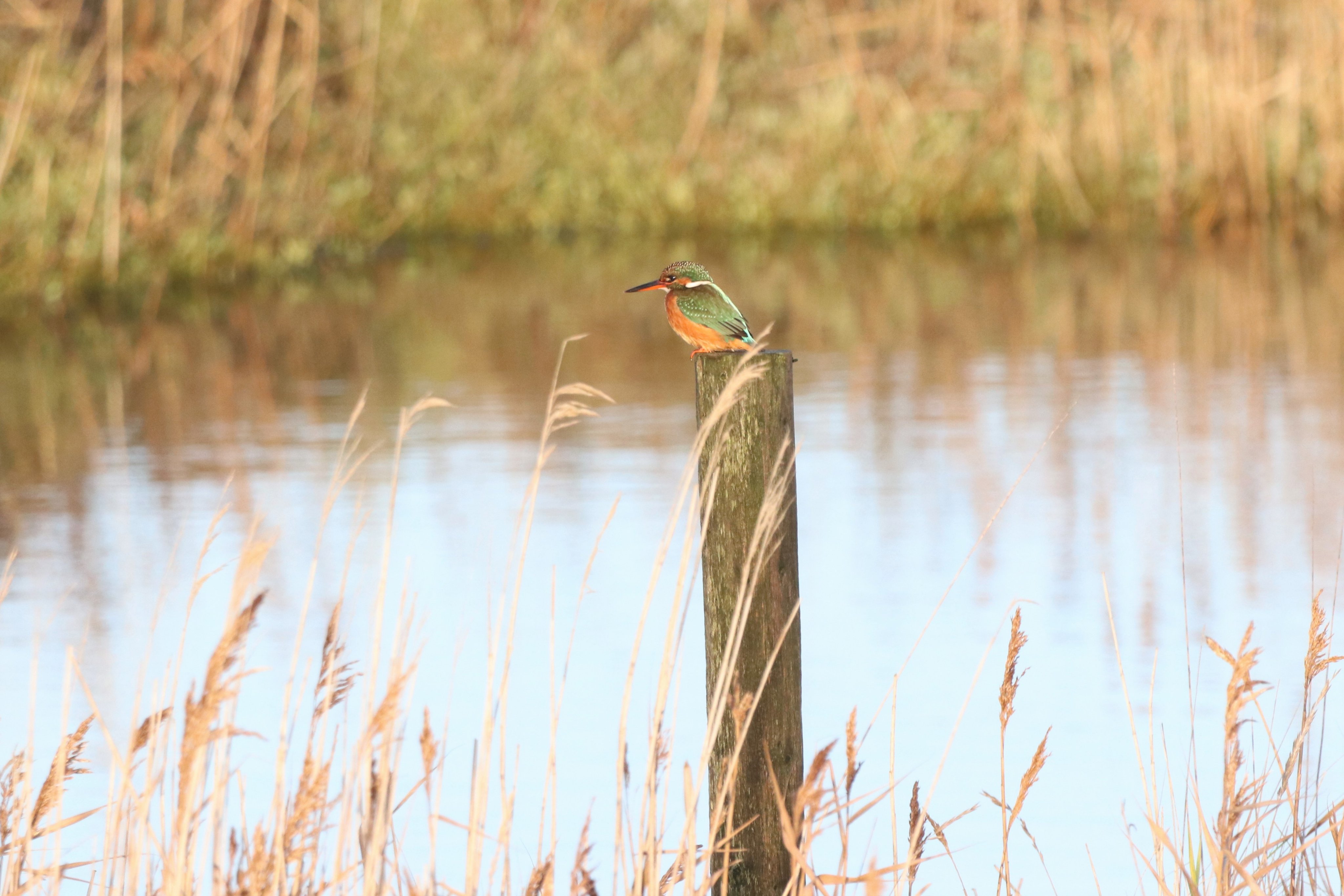 Kingfisher - 24-12-2022