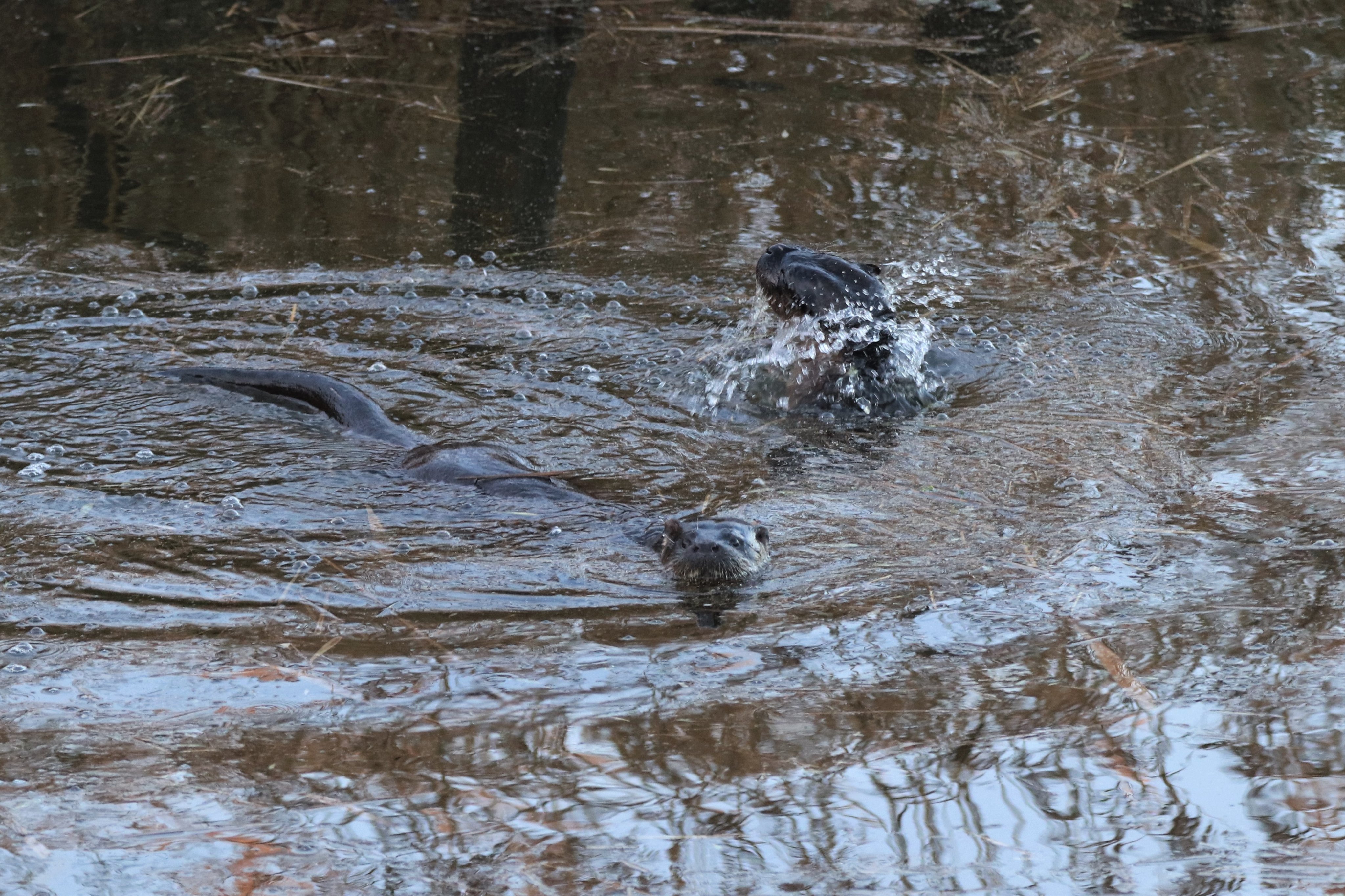 Otter - 24-12-2022