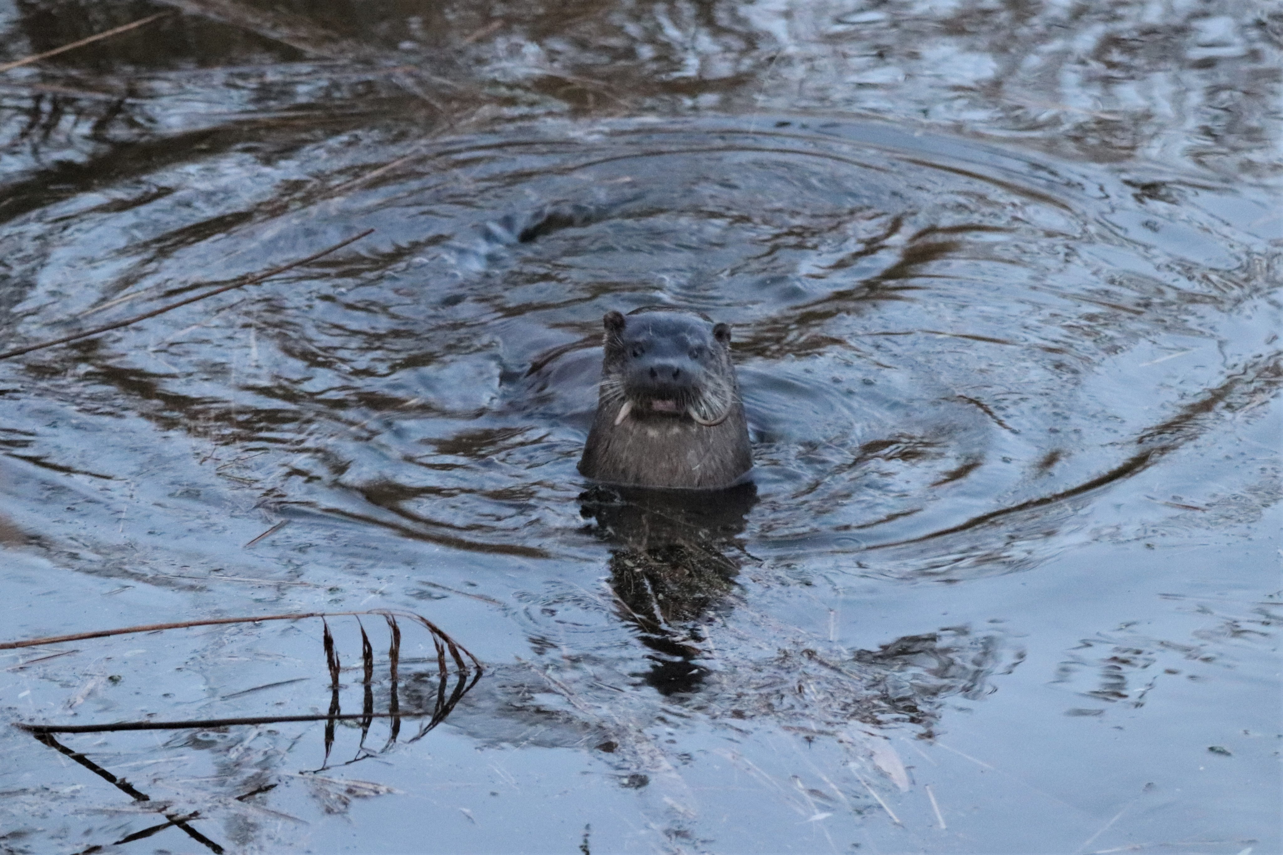 Otter - 24-12-2022