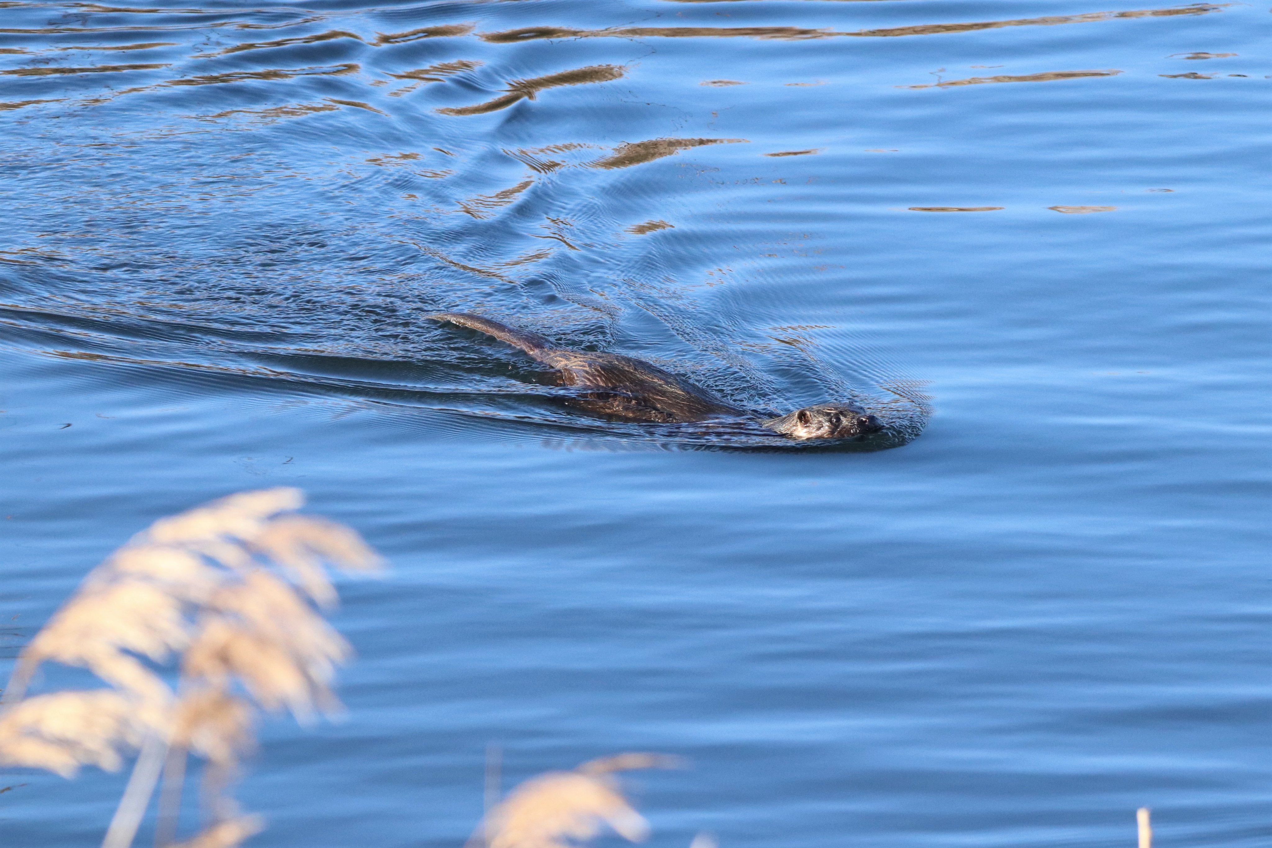 Otter - 24-12-2022