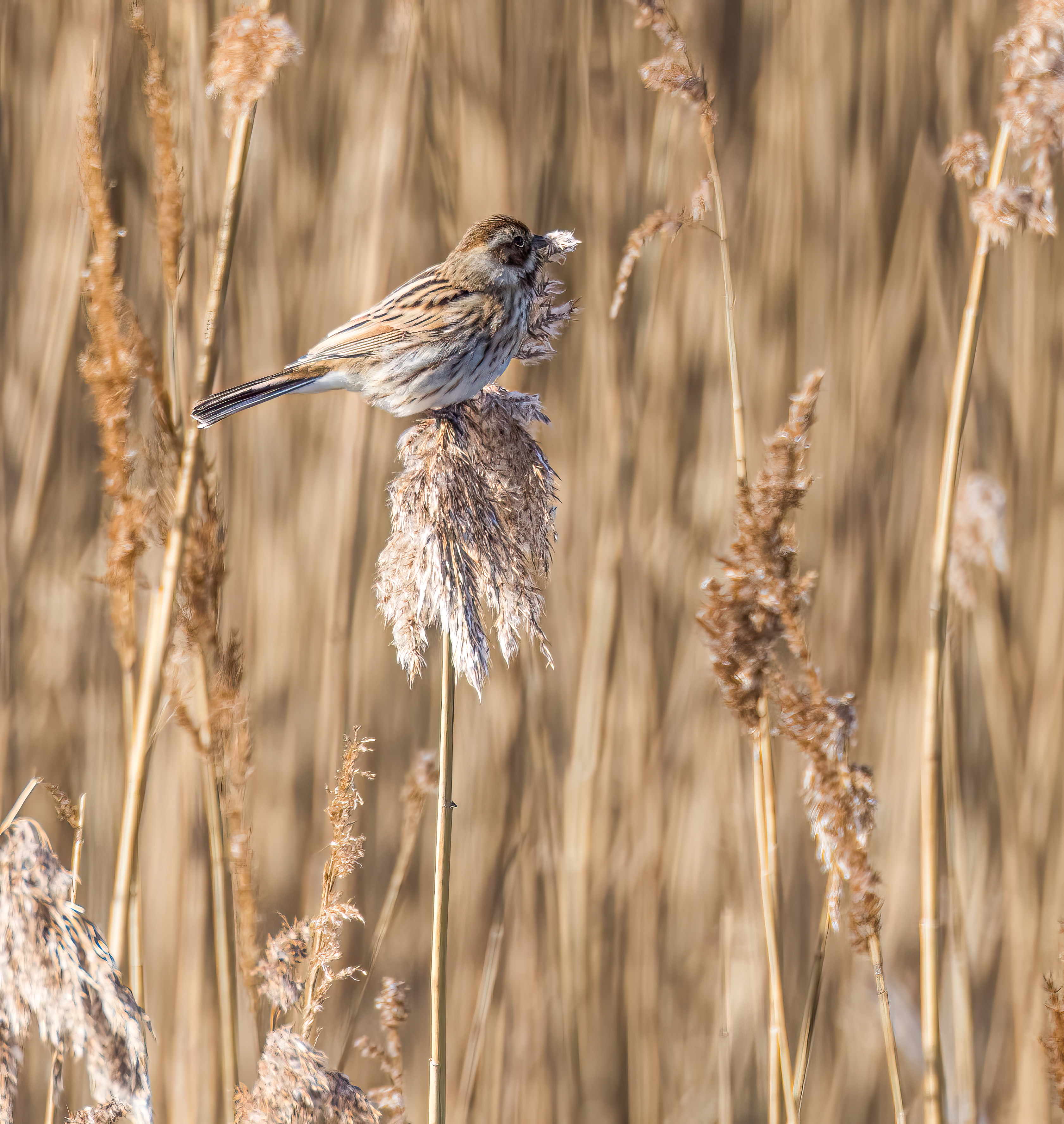 Reed Bunting - 15-03-2023