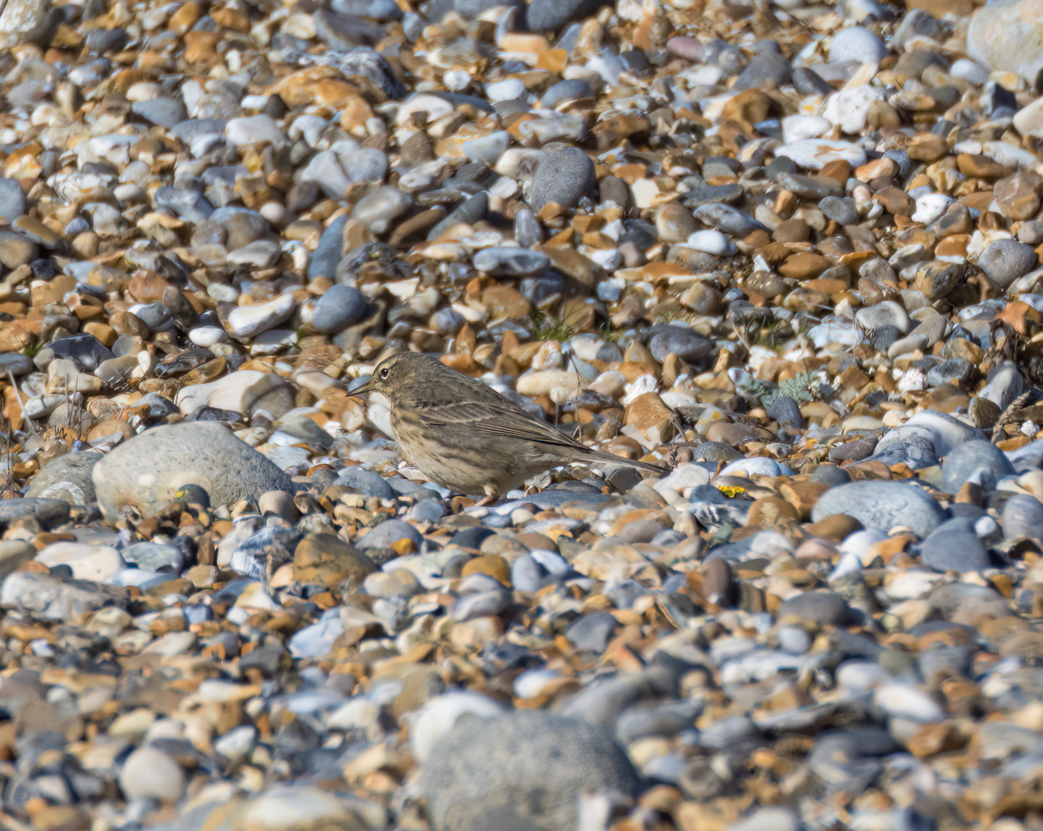 Water Pipit - 15-03-2023