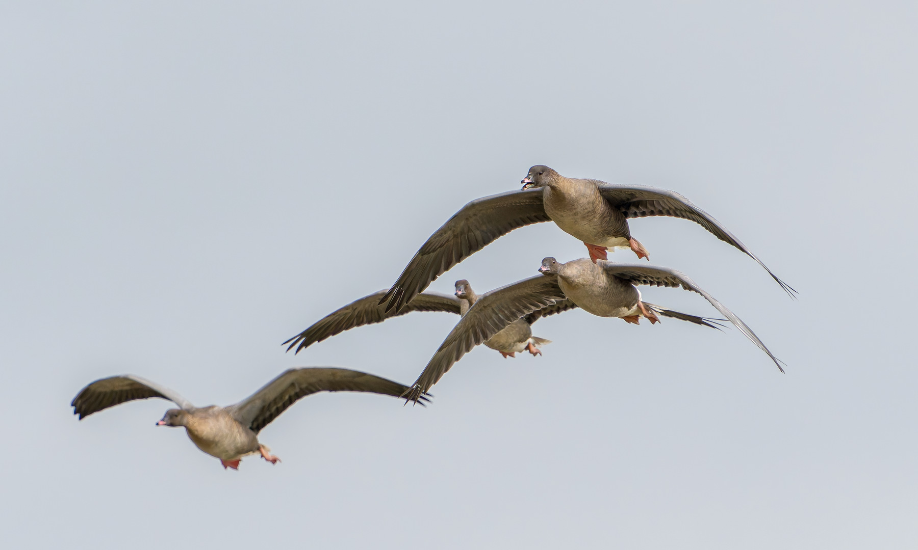 Pink-footed Goose - 15-09-2026