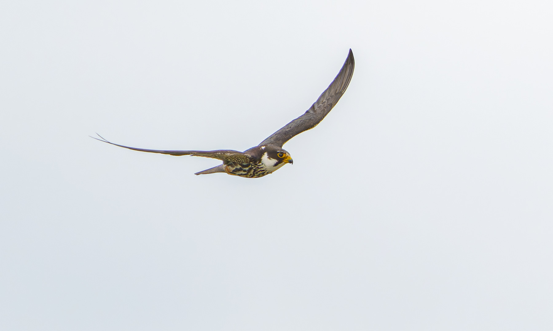 Hobby - 15-09-2026