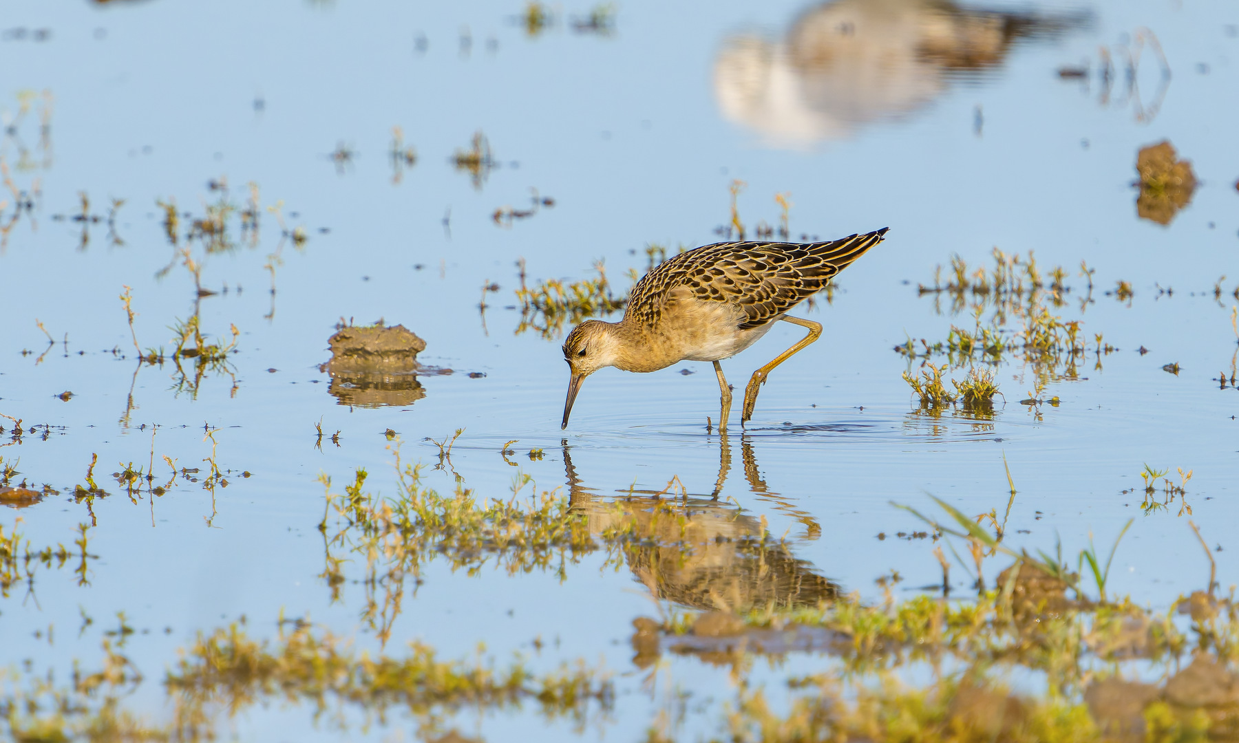 Ruff - 25-09-2026