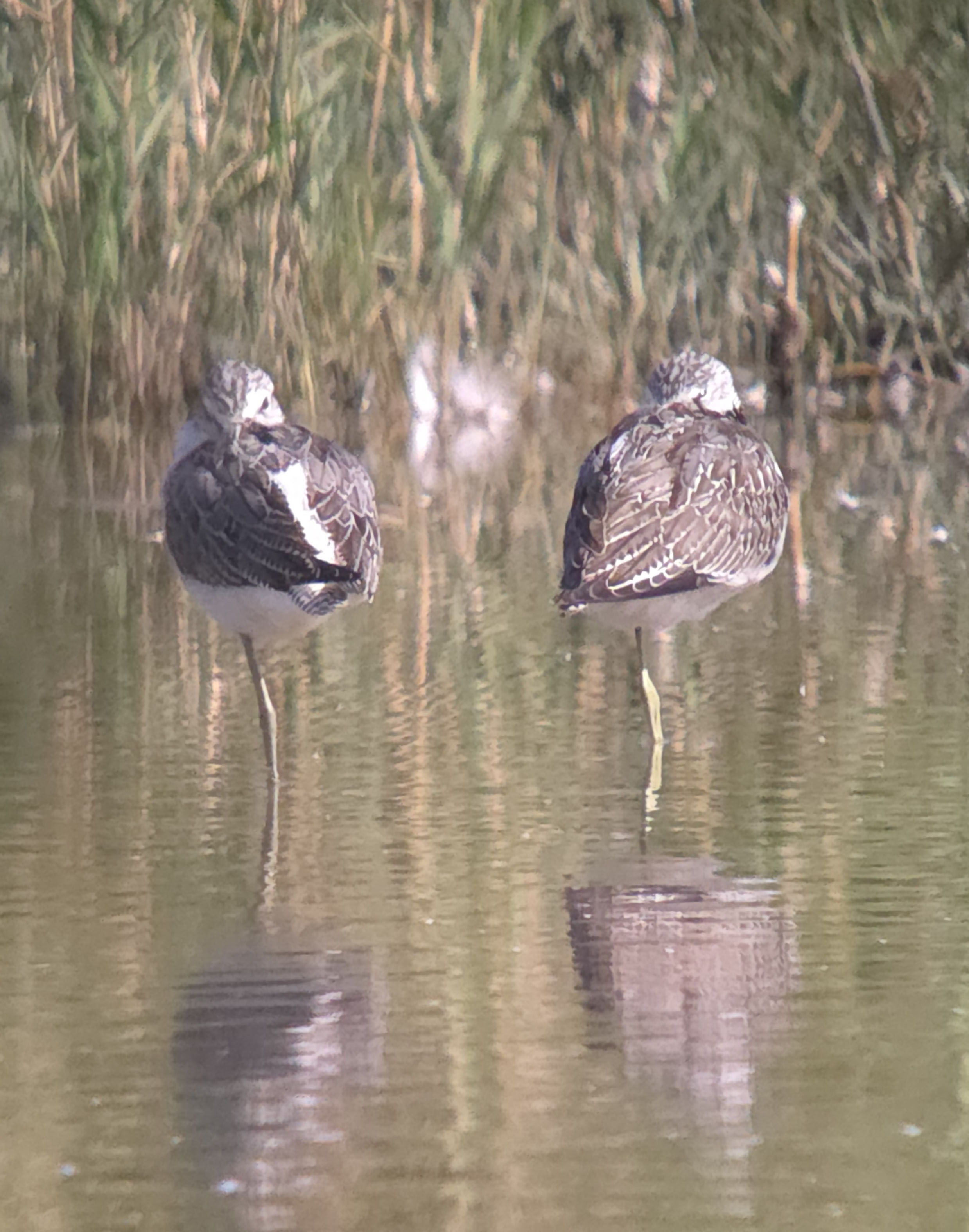 Greenshank - 24-09-2026