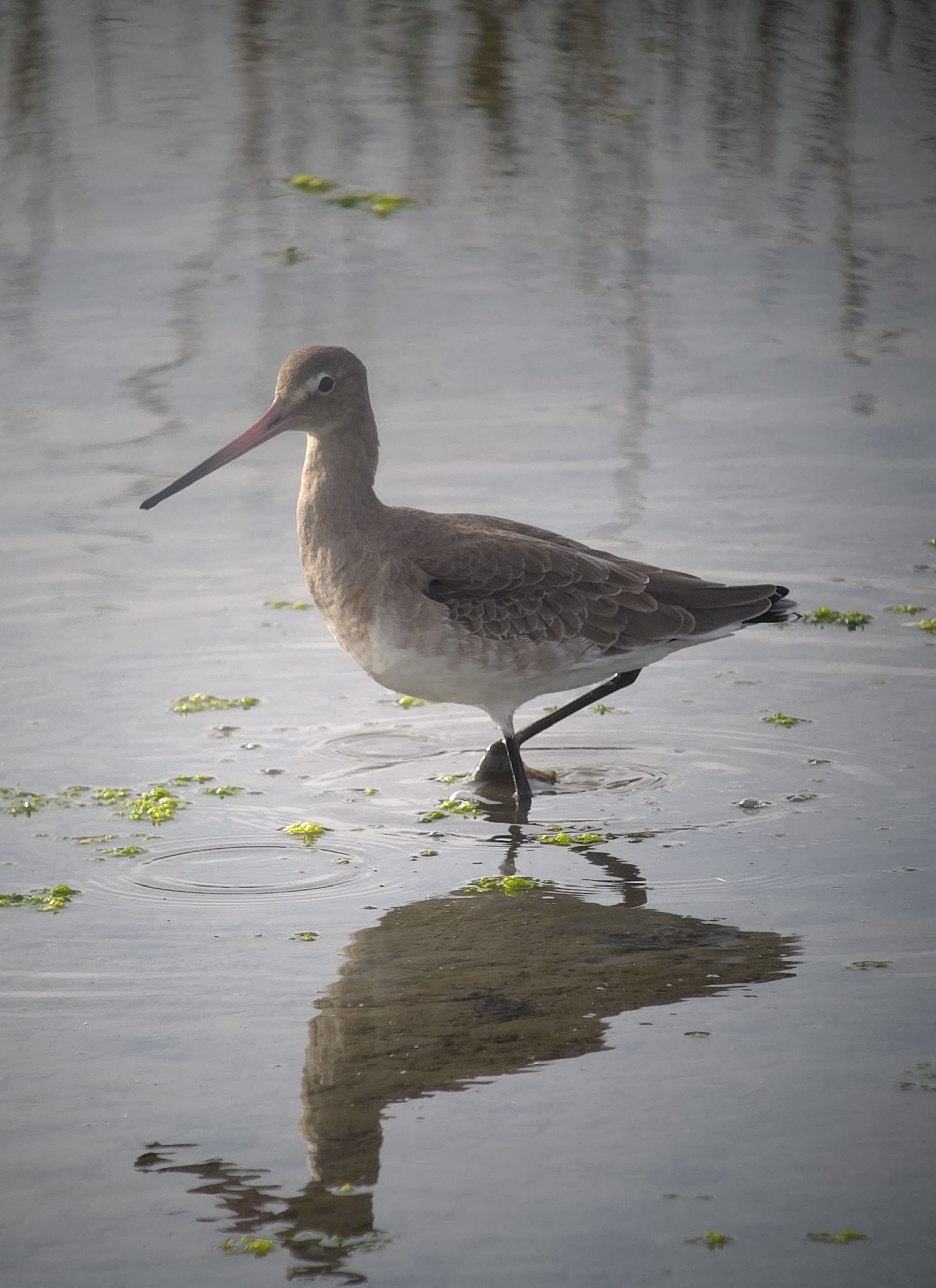 Bar-tailed Godwit - 24-09-2026