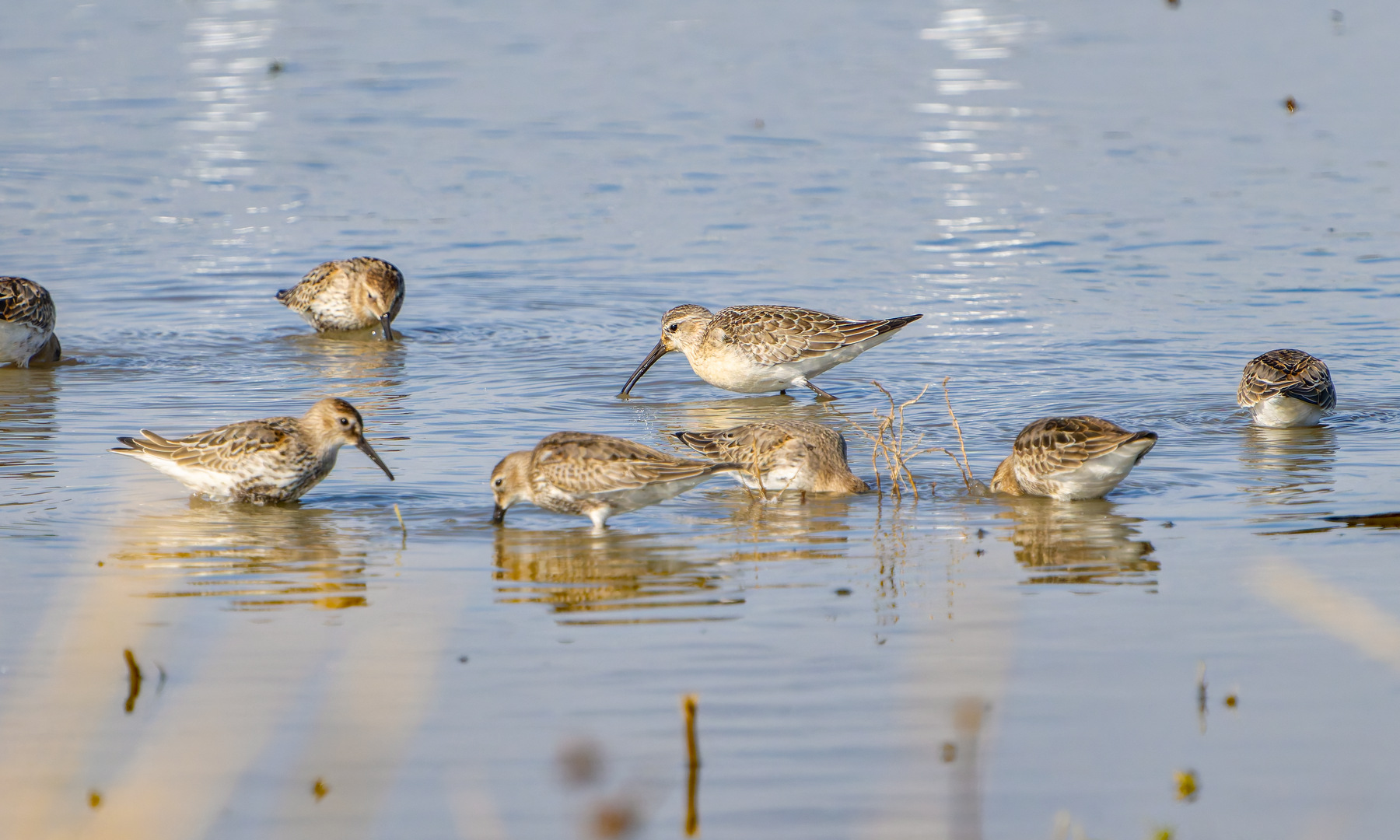 Curlew Sandpiper - 25-09-2026