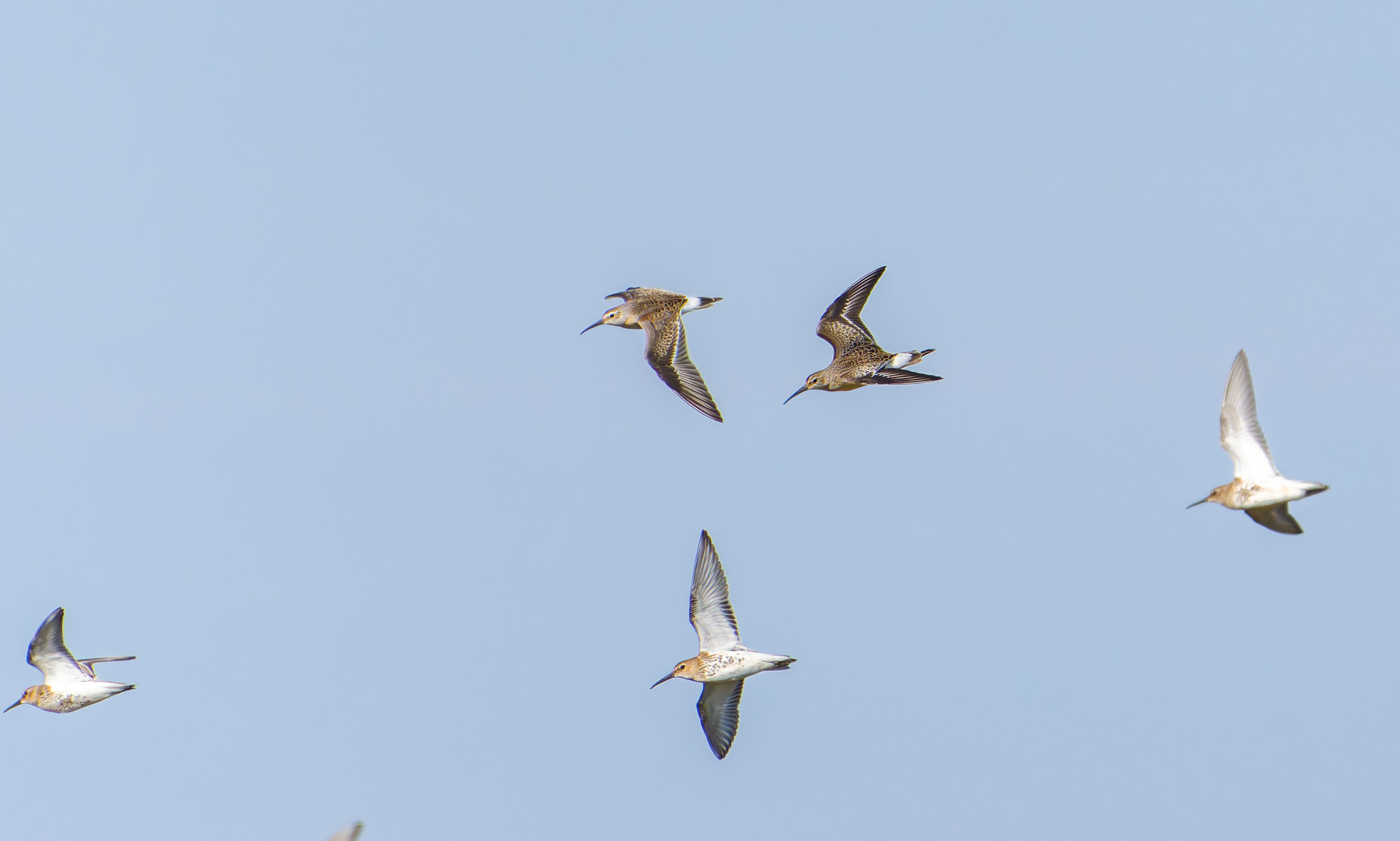 Curlew Sandpiper - 25-09-2026