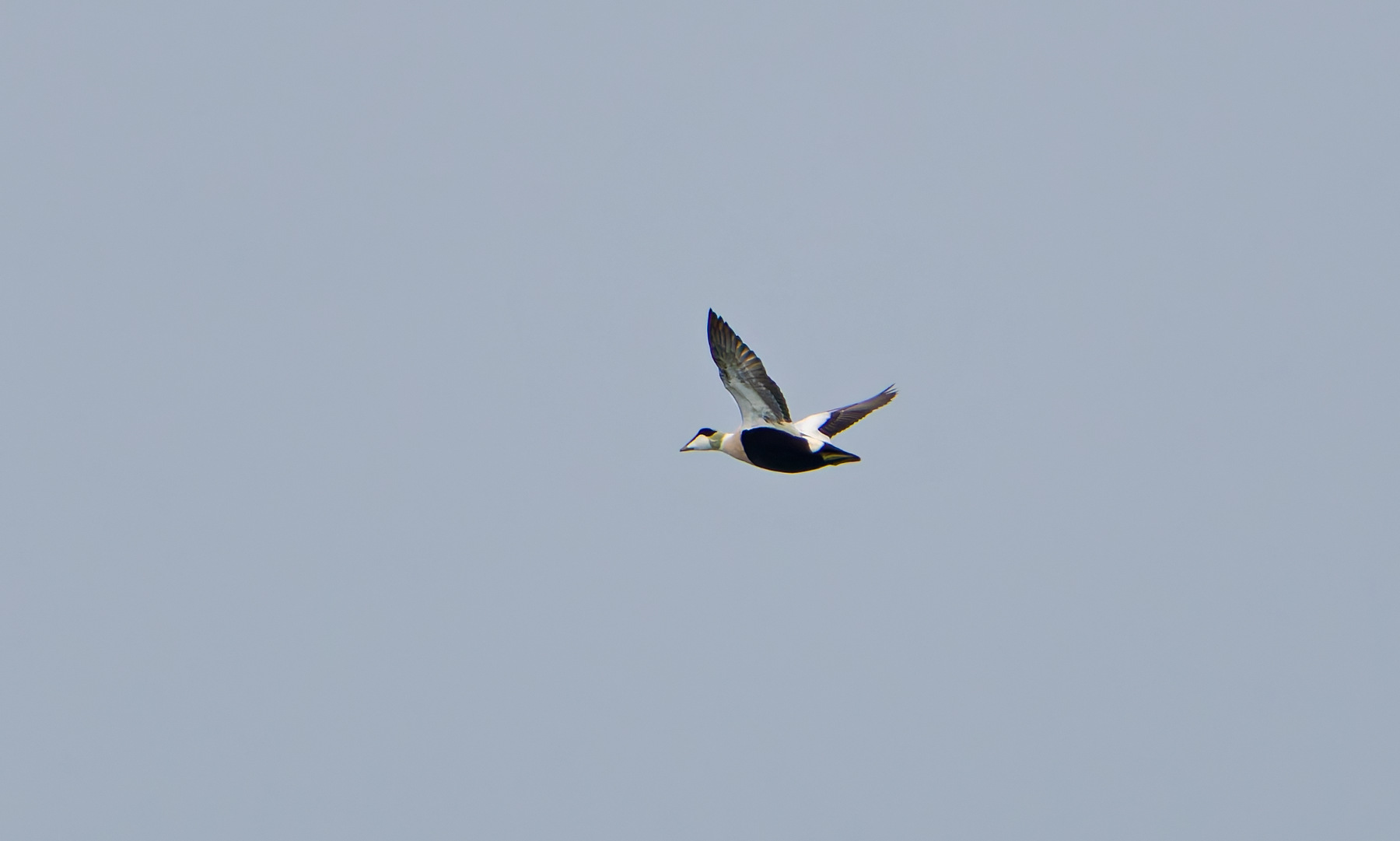 Eider - 27-09-2026