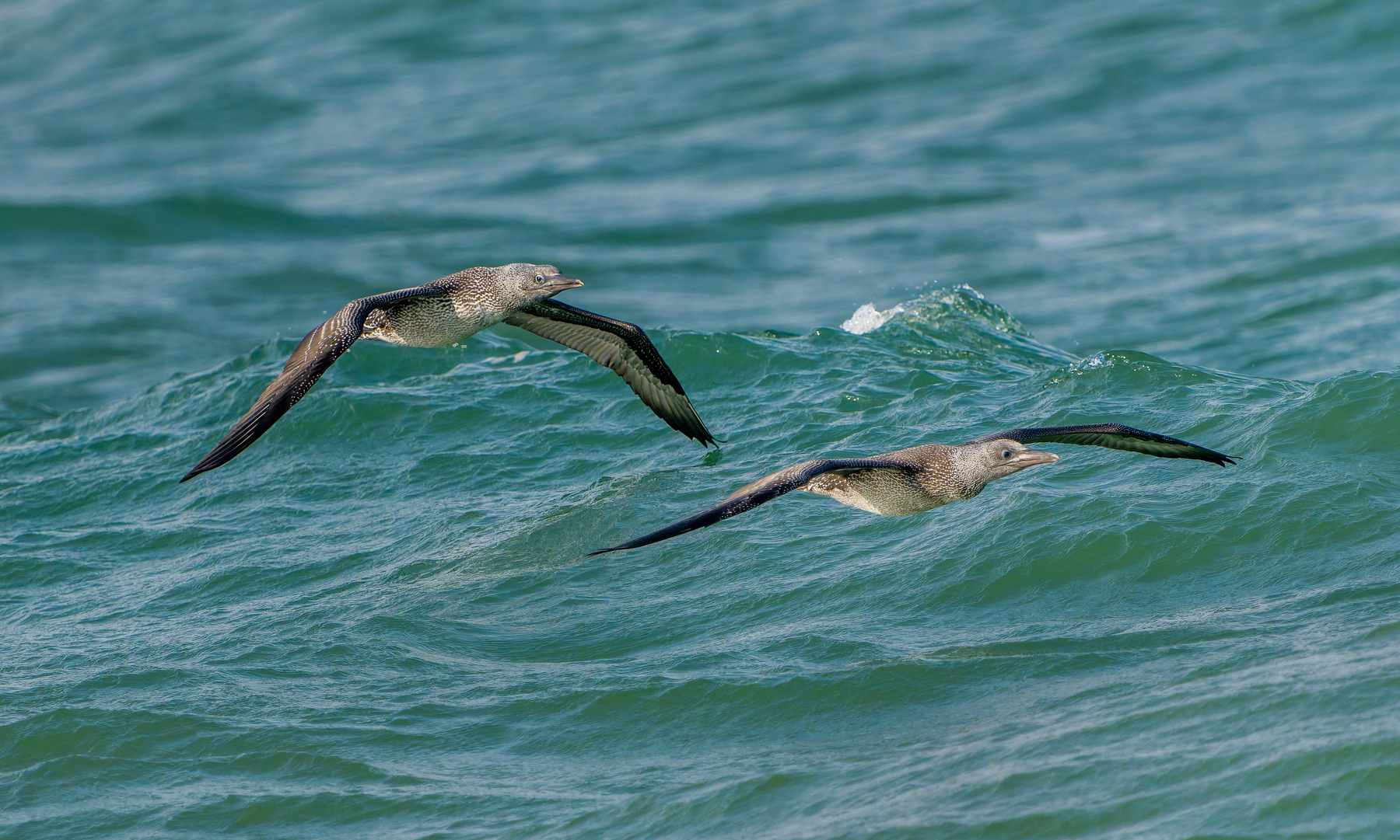 Gannet - 29-09-2026