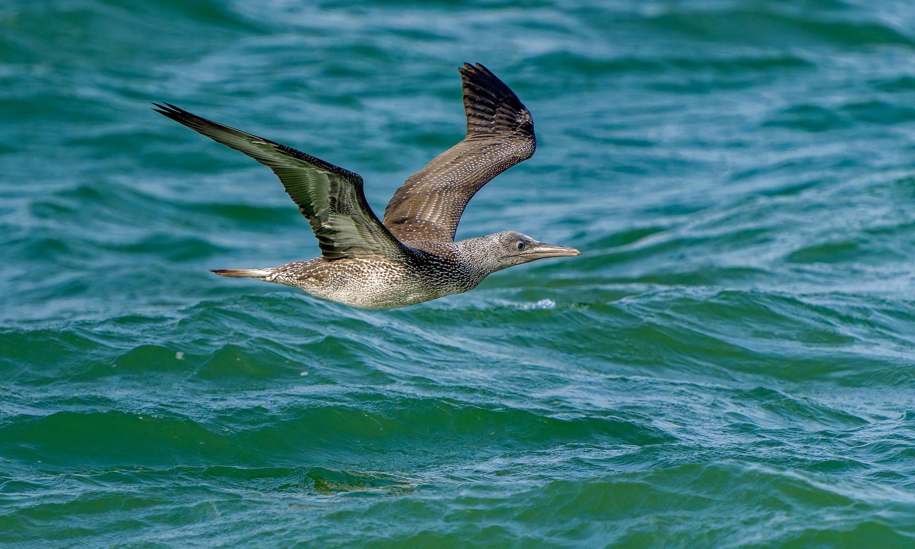 Gannet - 29-09-2026