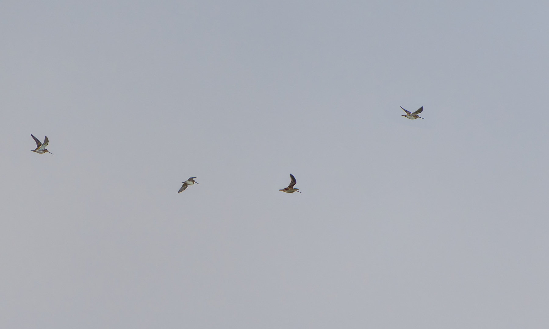 Snipe - 05-10-2026