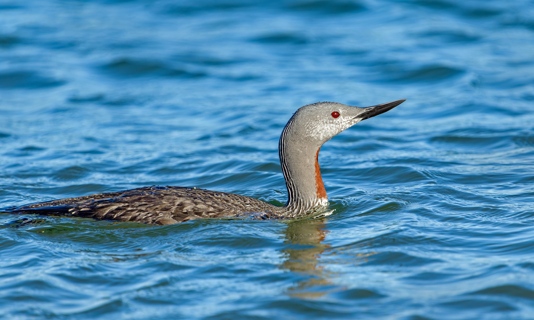 Red-throated Diver - 05-10-2026