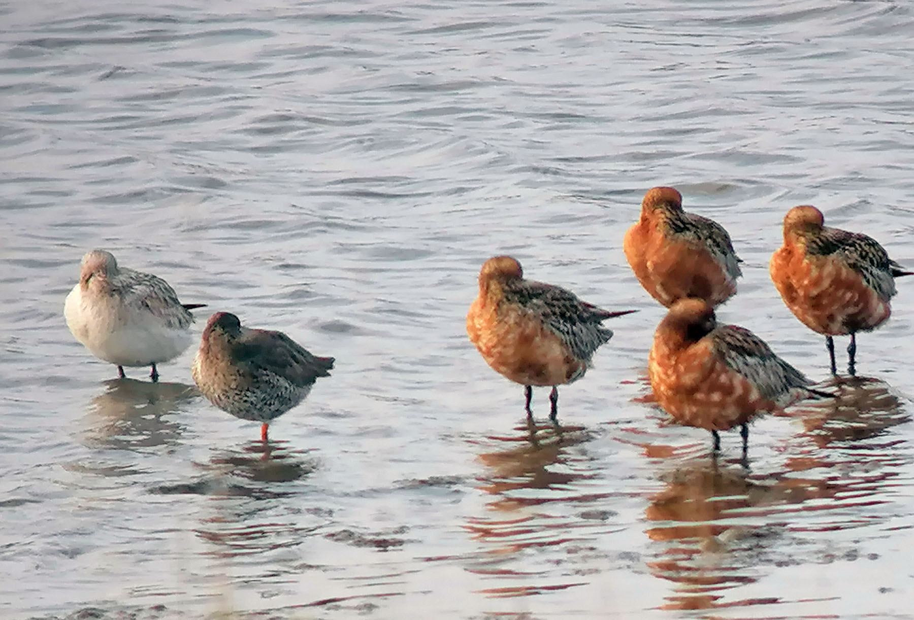 Bar-tailed Godwit - 21-04-2021