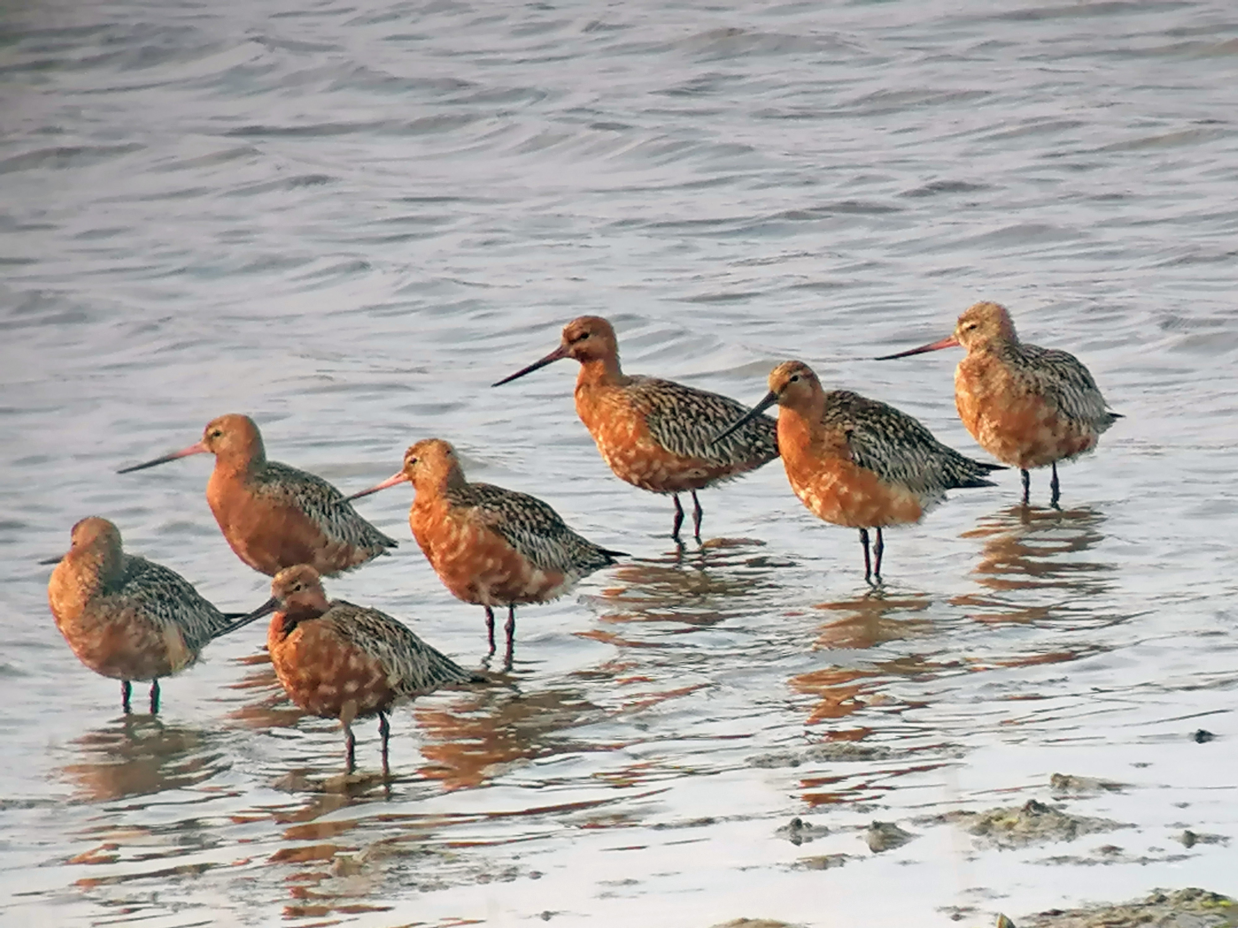 Bar-tailed Godwit - 21-04-2021