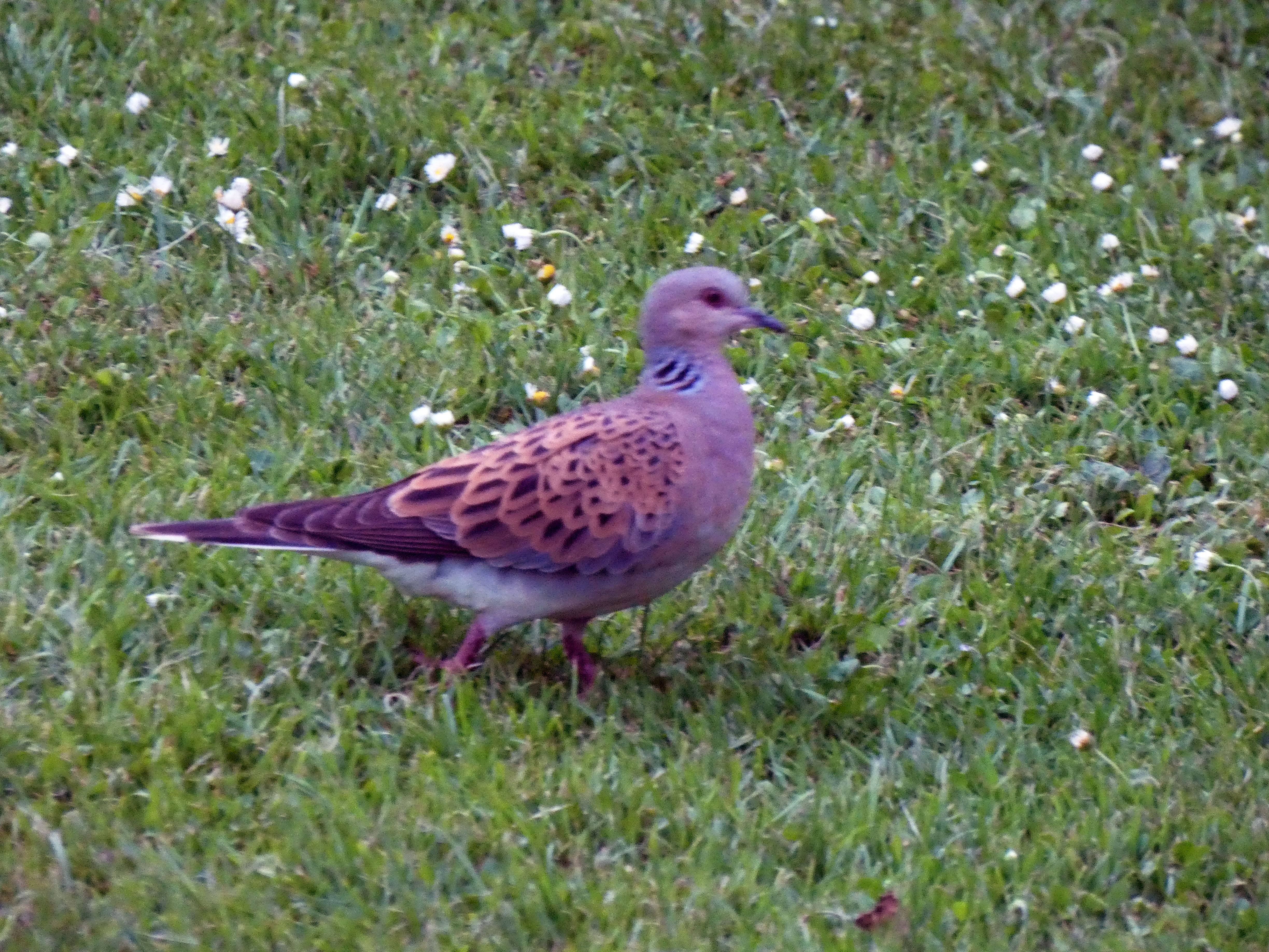 Turtle Dove - 08-06-2021