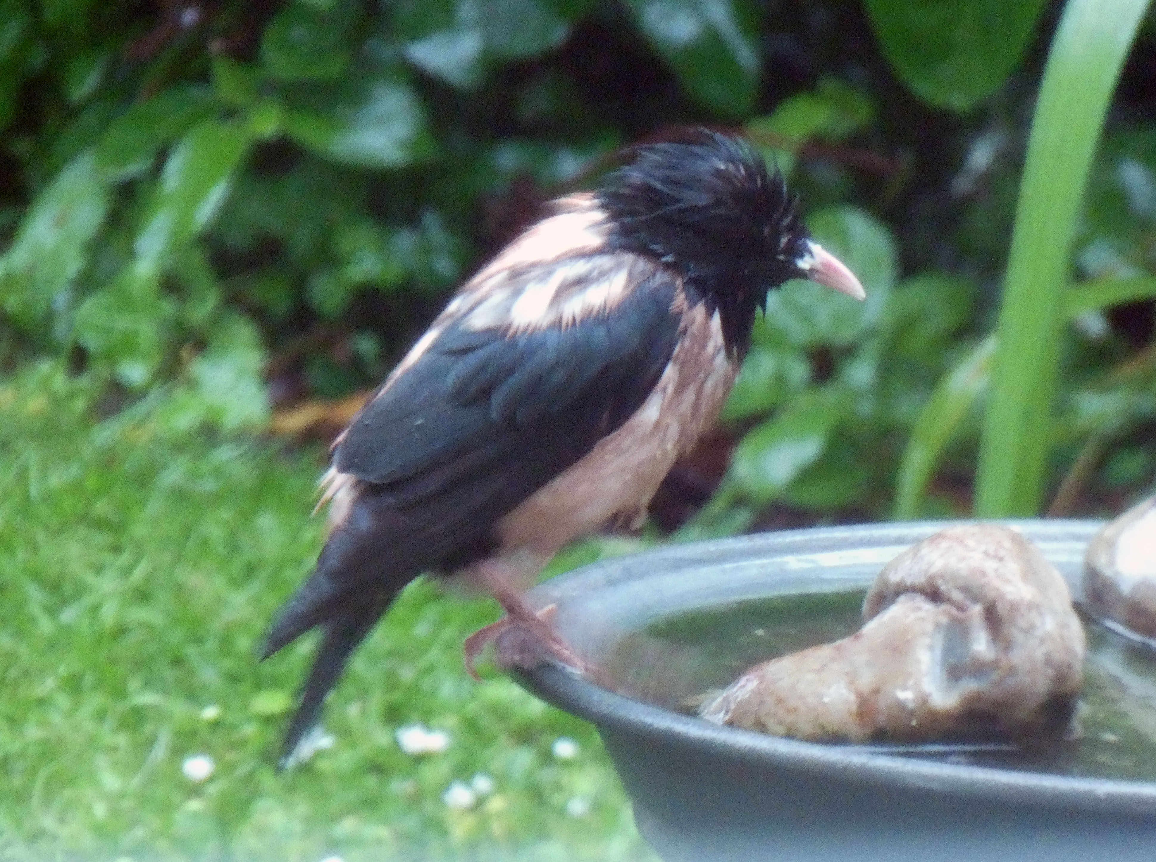 Rose-coloured Starling - 18-06-2021