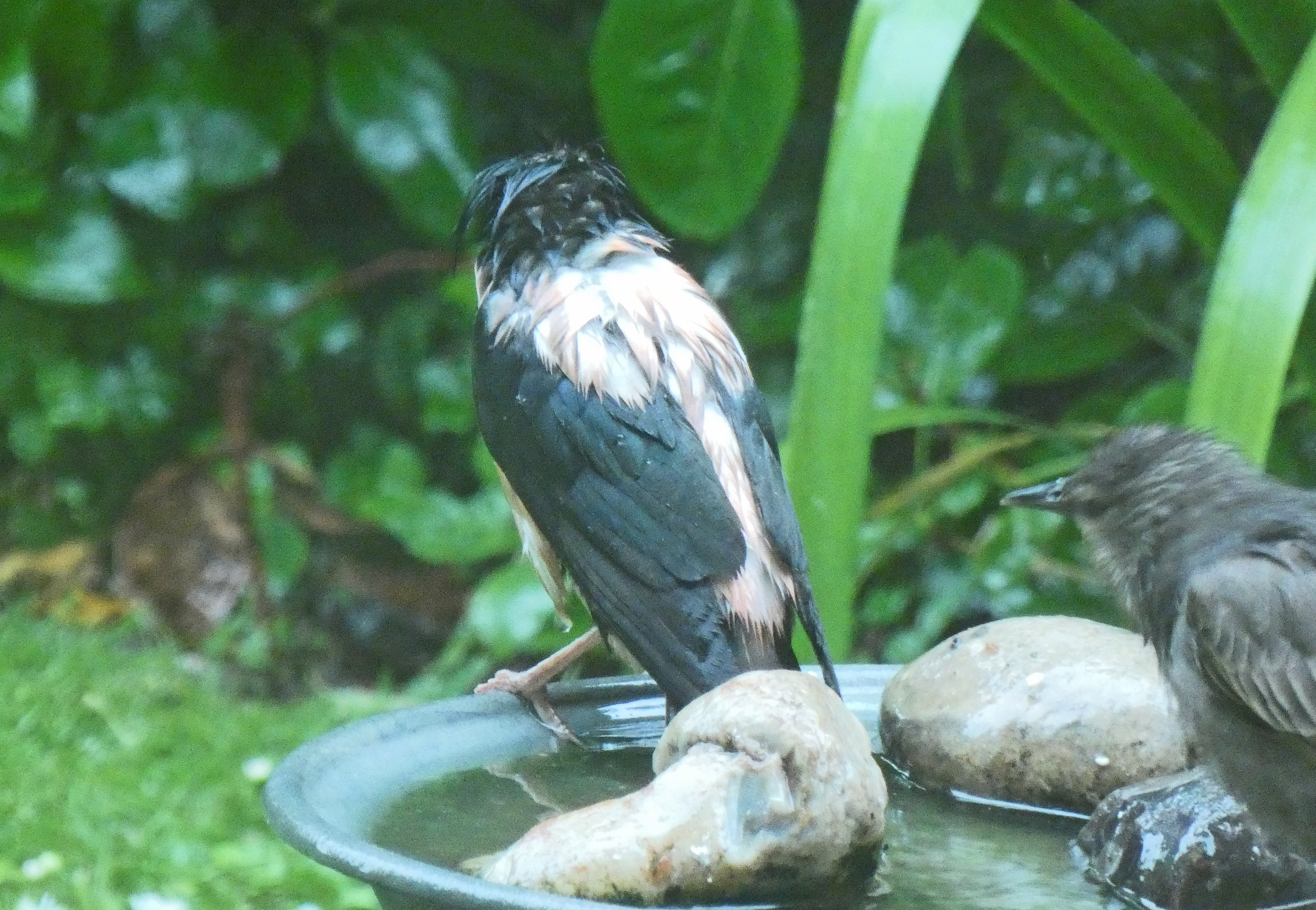 Rose-coloured Starling - 18-06-2021