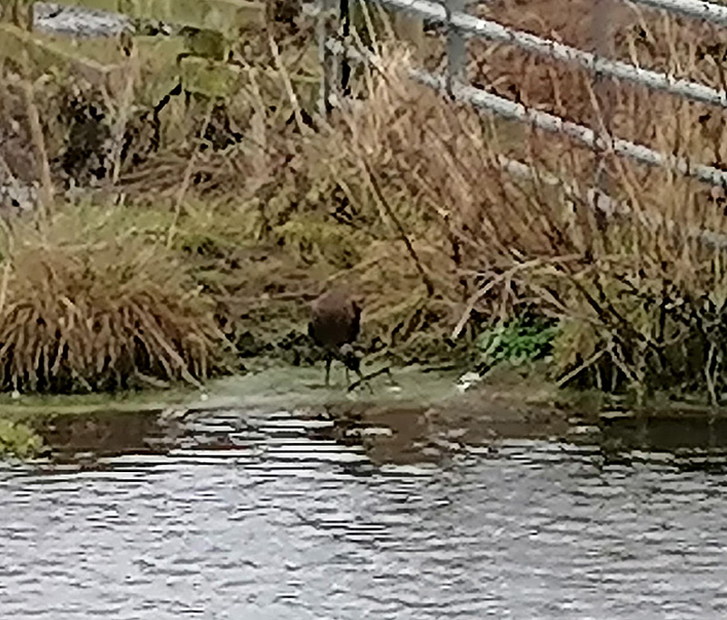 Glossy Ibis - 19-01-2022