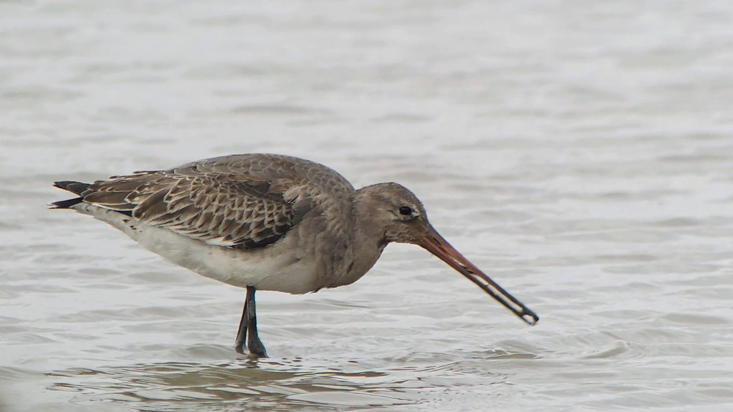 Black-tailed Godwit (European) - 08-08-2026