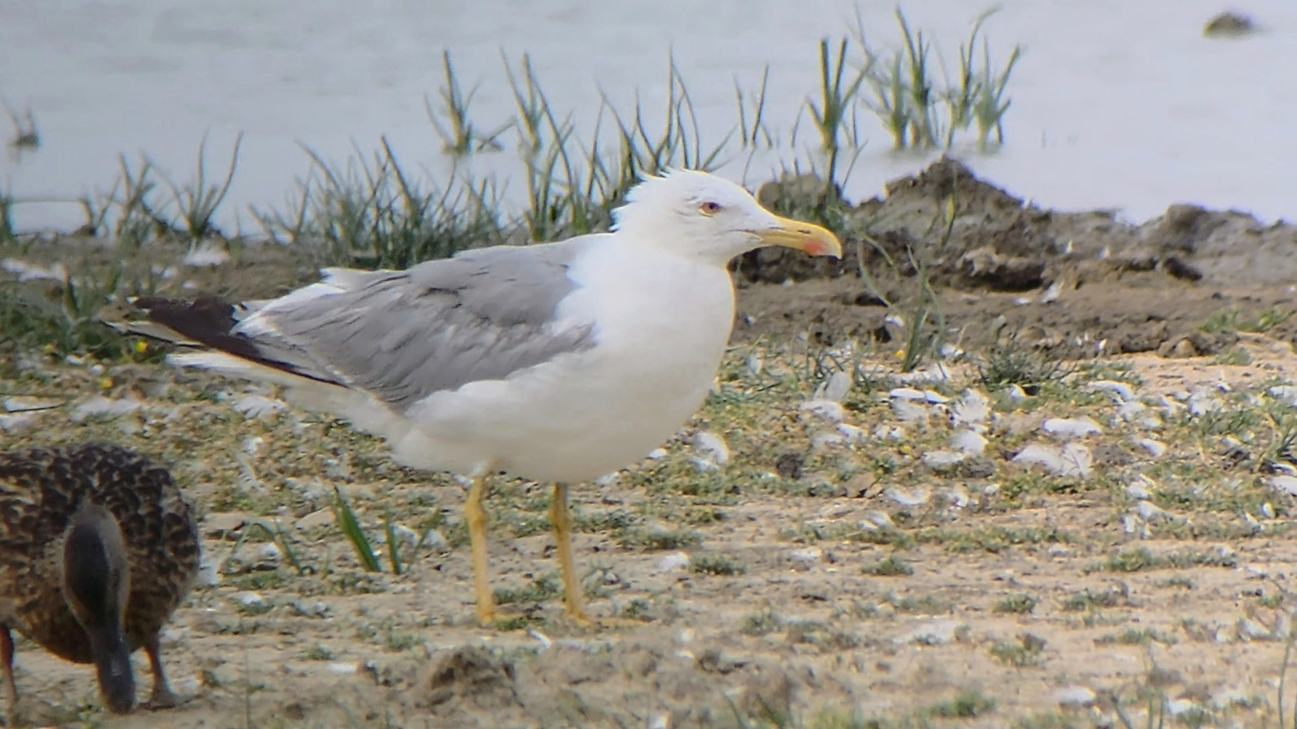 Yellow-legged Gull - 08-08-2026