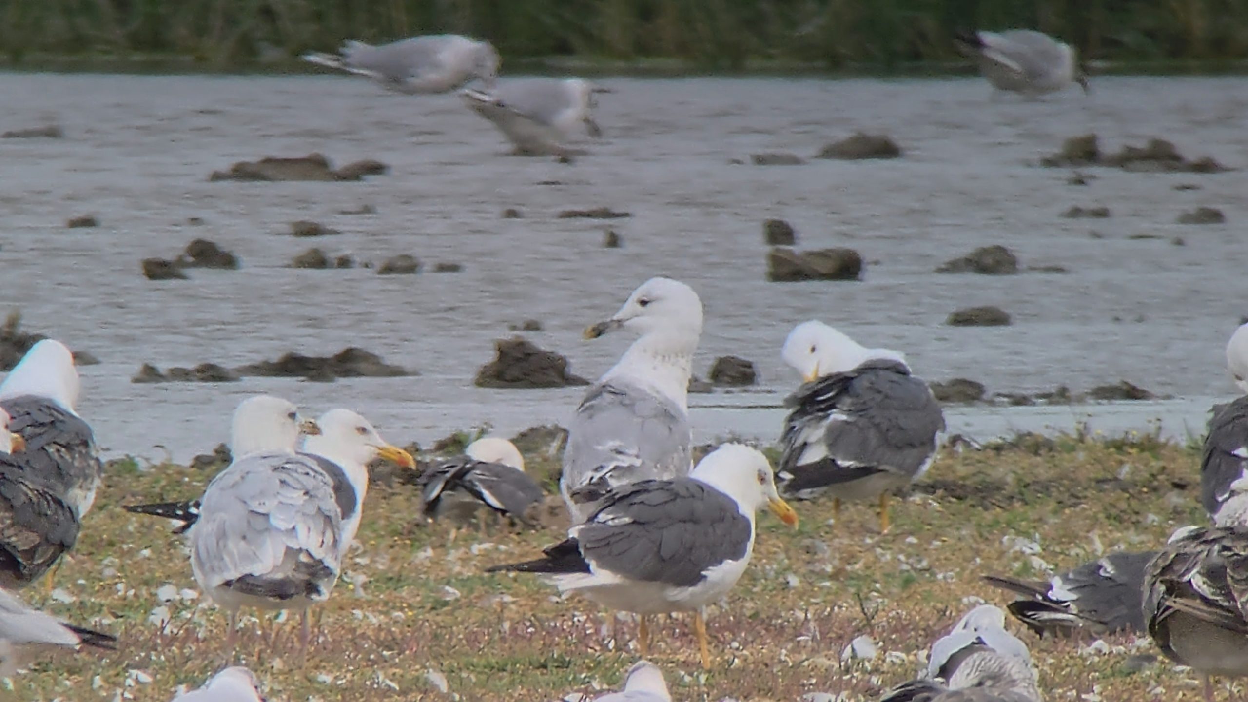 Caspian Gull - 08-08-2026