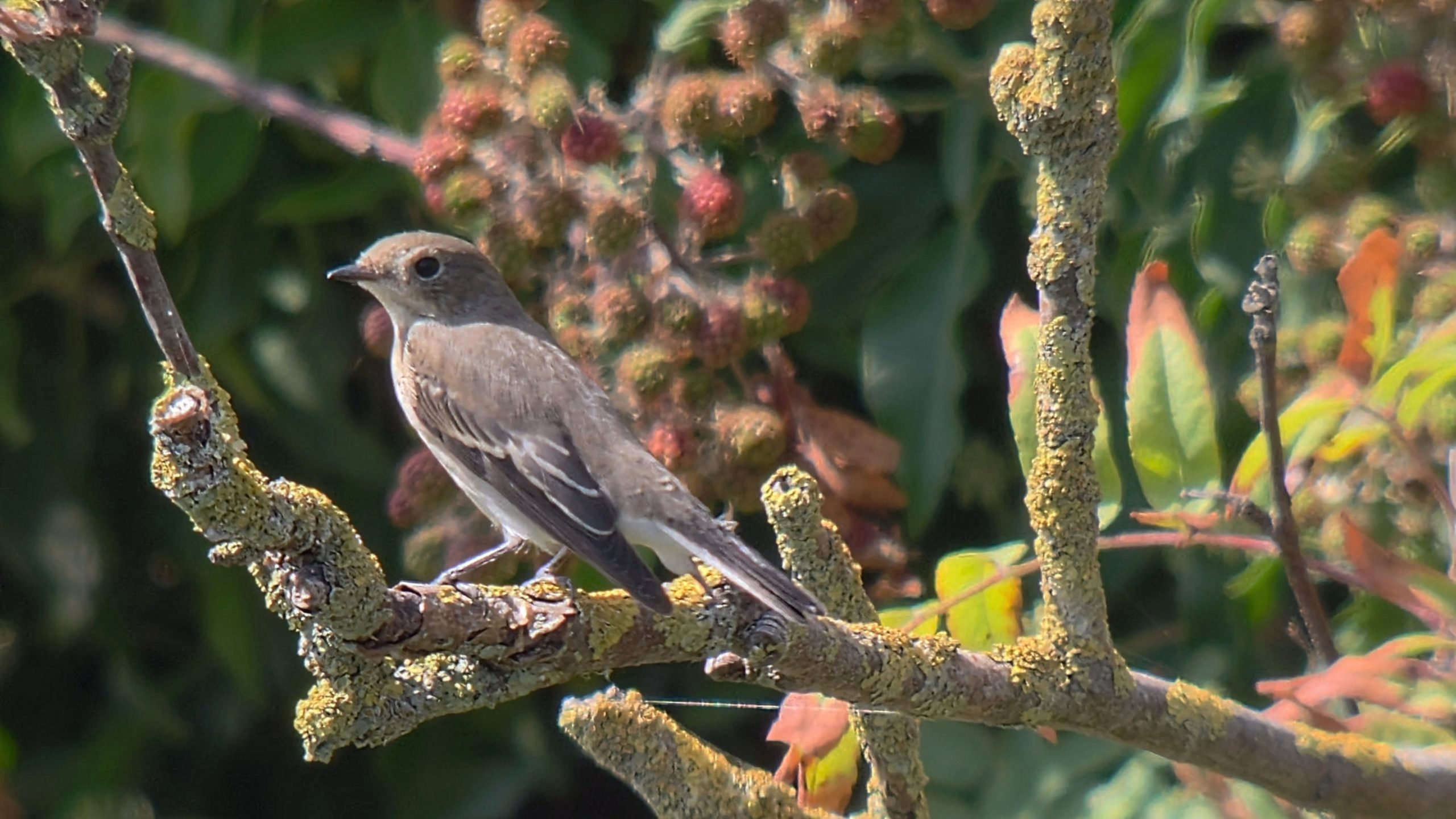 Pied Flycatcher - 14-08-2026