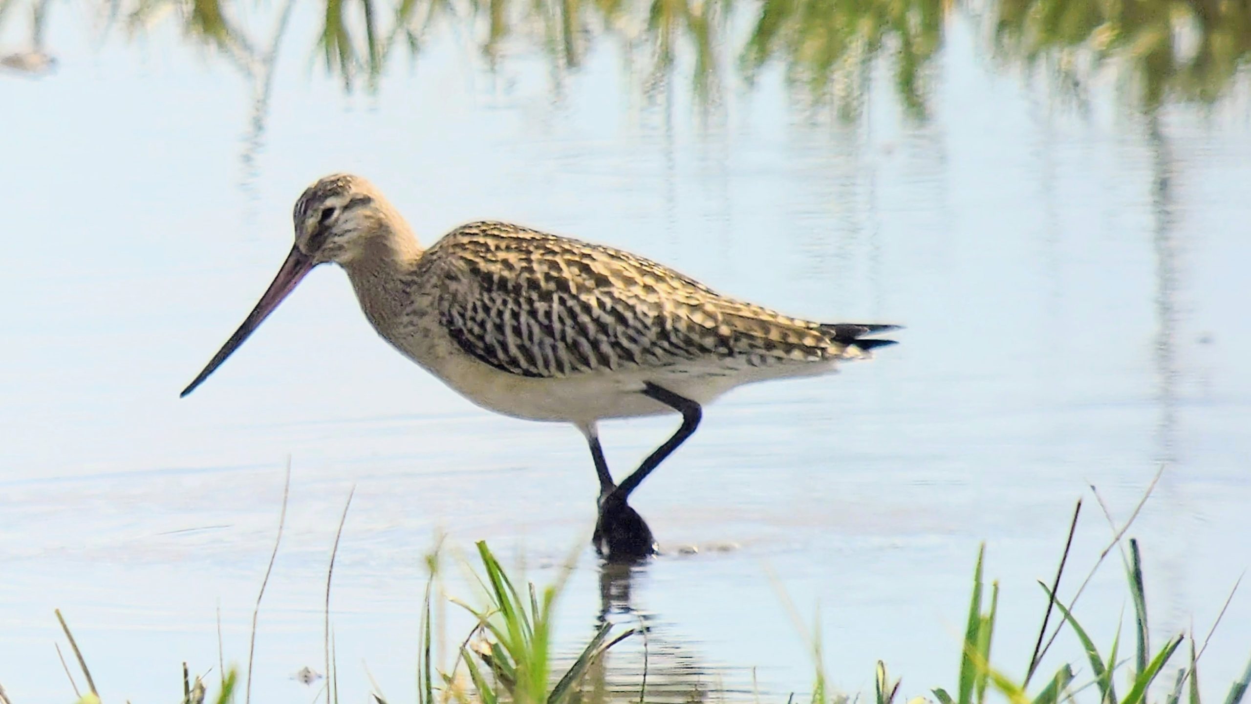 Bar-tailed Godwit - 14-08-2026