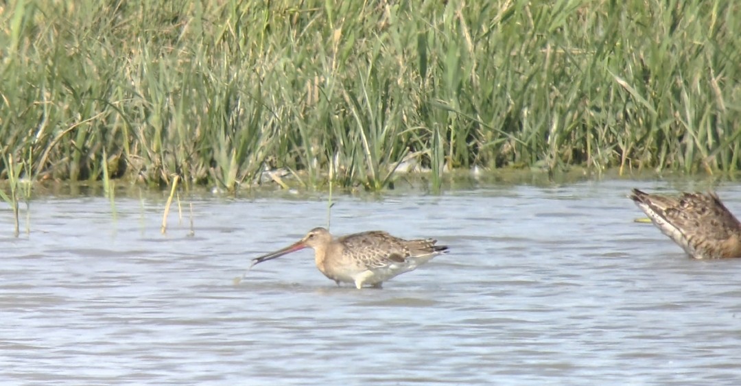 Black-tailed Godwit (European) - 14-08-2026