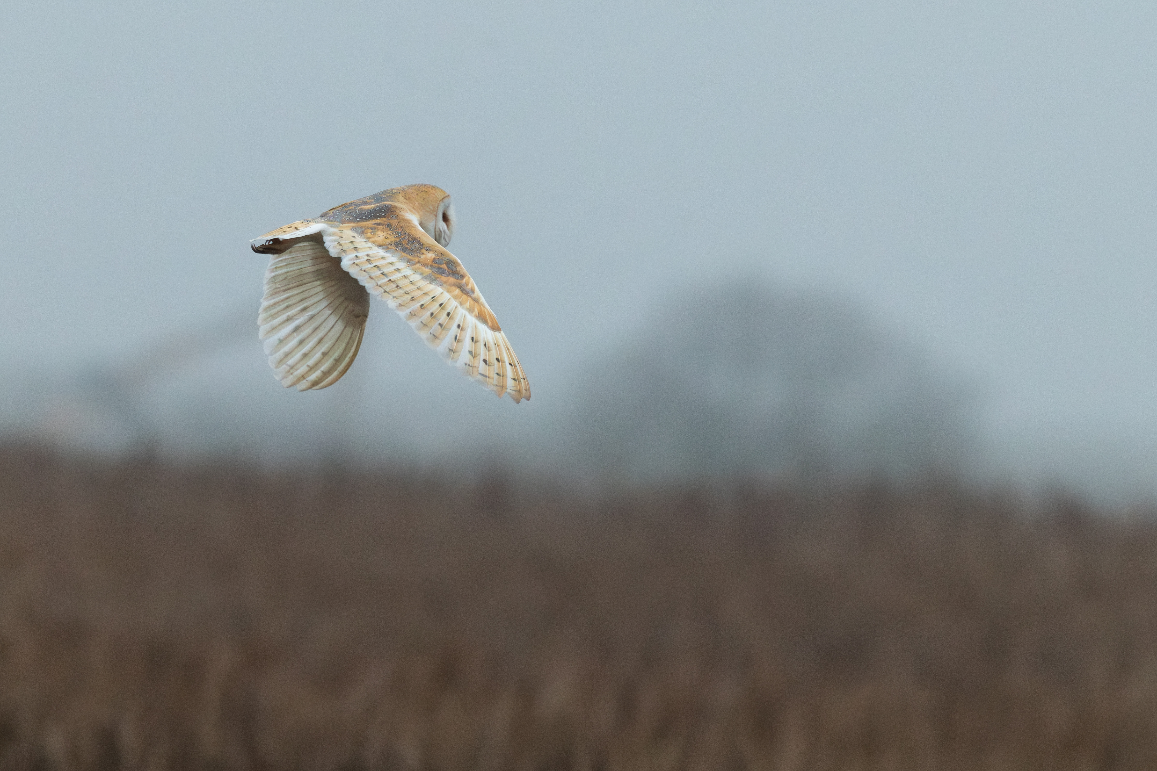 Barn Owl - 16-01-2025