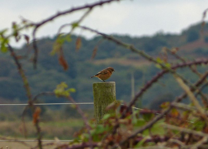 Stonechat - 05-10-2012