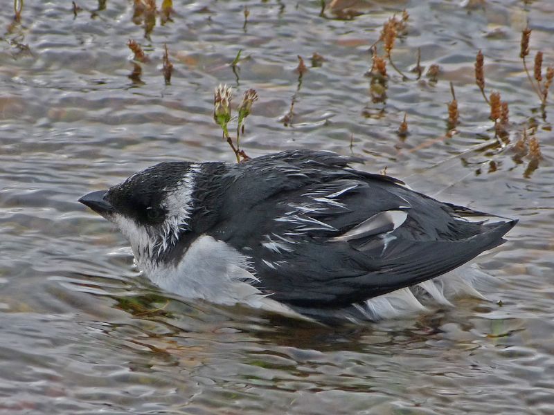 Little Auk - 27-10-2012