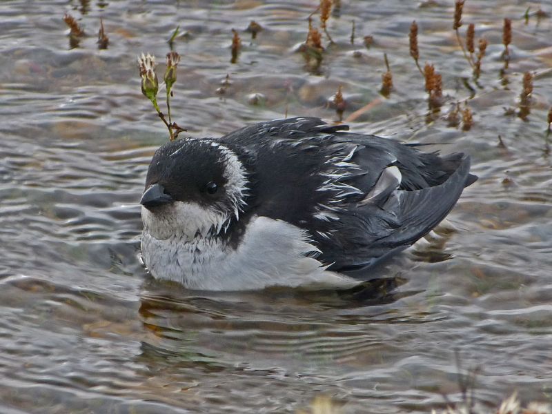 Little Auk - 27-10-2012