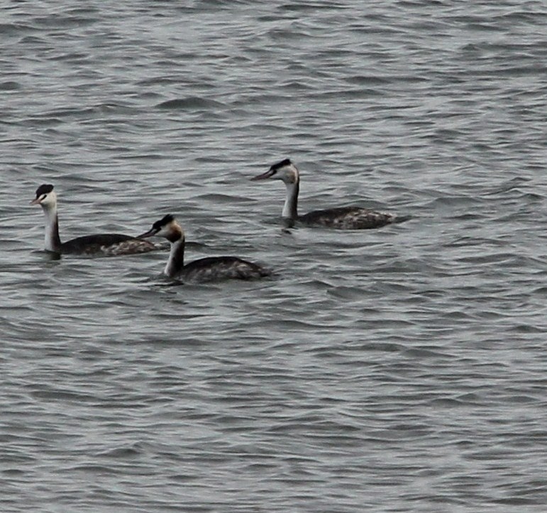 Great Crested Grebe - 03-11-2012