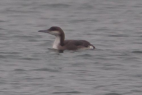 Black-throated Diver - 16-11-2012