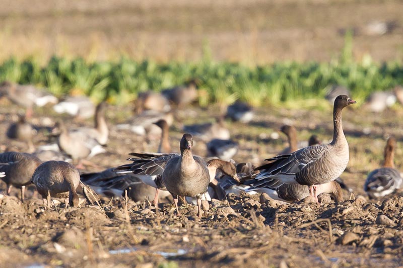 Pink-footed Goose - 25-11-2012