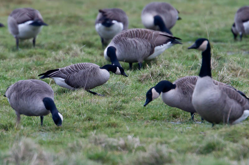 Richardson's Cackling Goose - 21-12-2012