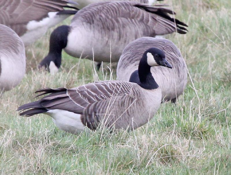 Richardson's Cackling Goose - 30-12-2012