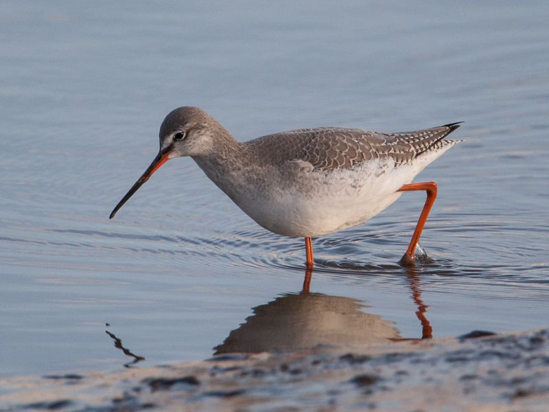 Spotted Redshank - 05-01-2013