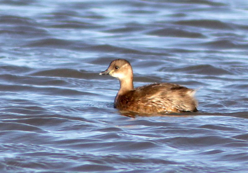 Little Grebe - 28-01-2013