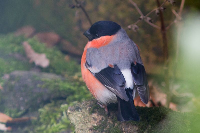 Bullfinch - 28-01-2013