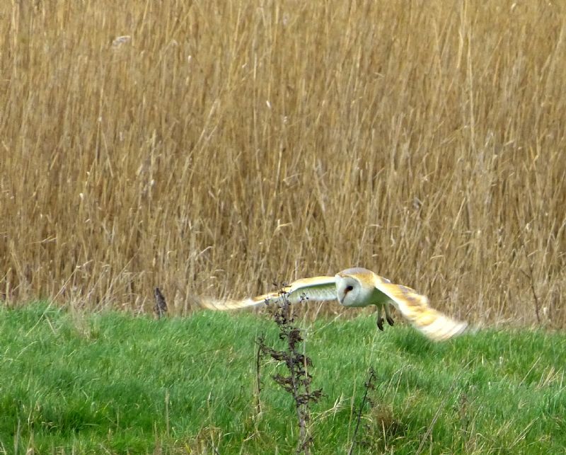 Barn Owl - 03-02-2013