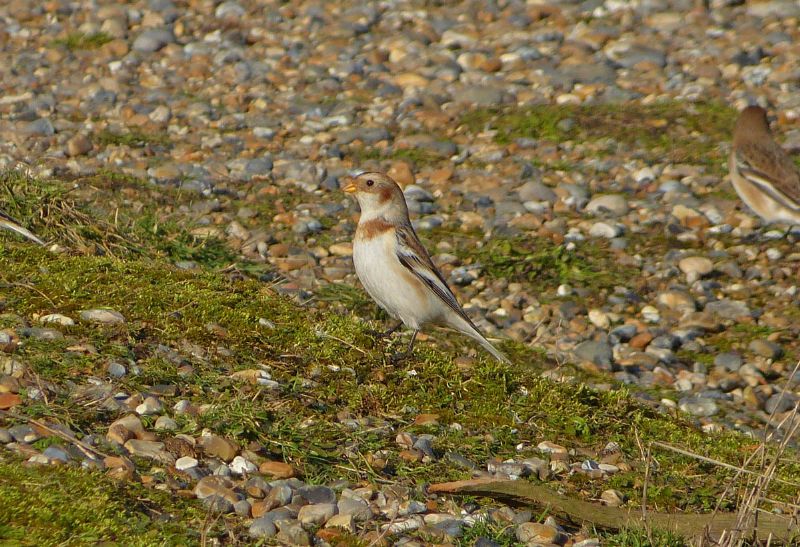 Snow Bunting - 09-02-2013