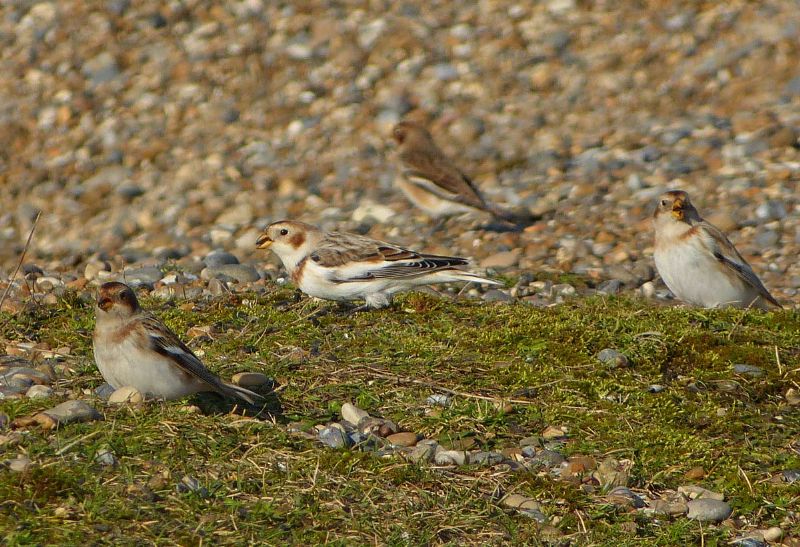 Snow Bunting - 09-02-2013