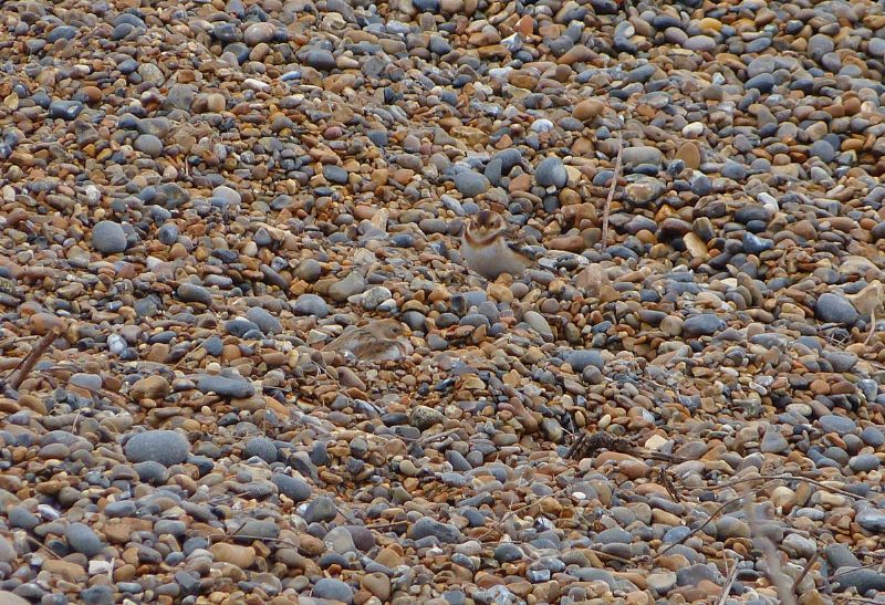 Snow Bunting - 10-02-2013