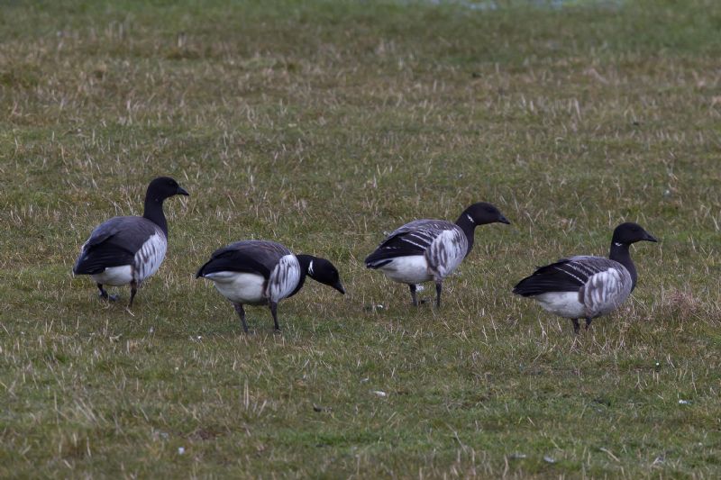 Pale-bellied Brent Goose - 26-03-2013