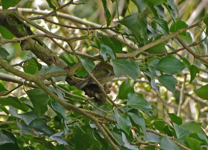 Firecrest - 14-04-2013